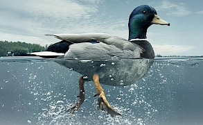 Fikirbazlar | Kurumsal Atölyeler | Etkinlik Tasarımları | Eğitimler