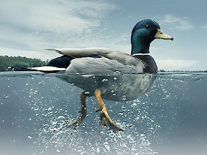 Sessiz Suların Altında Gizlenen Fırtına Ördek Sendromu